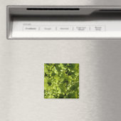 Aimant Laitue verte (In Situ (Lave-vaisselle))