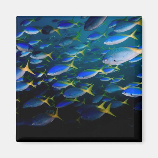 Aimant Laja Ampat Sous-marin 5 (Devant)