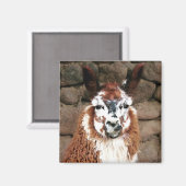Aimant lama stare (Recto/Verso)