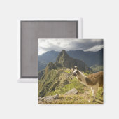 Aimant Lamas et un regard sur Machu Picchu, (Recto/Verso)