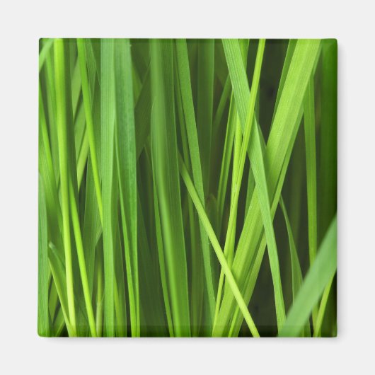 Aimant Lames d'herbe (Devant)