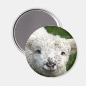 Aimant - Lampe de ressort (Recto/Verso)