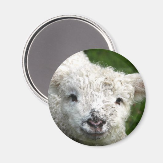 Aimant - Lampe de ressort (Recto/Verso)