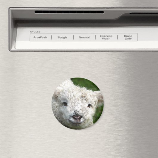 Aimant - Lampe de ressort (In Situ (Lave-vaisselle))