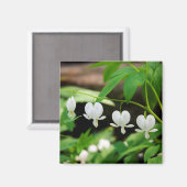 Aimant Lamprocapnos spectabilis (Recto/Verso)