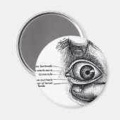 Aimant L'anatomie de Grey — globe oculaire (Recto/Verso)