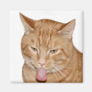 Aimant Langue de chats