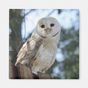 Aimant L'animal d'oiseau de hibou fait varier le pas du