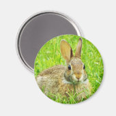 Aimant lapin (Recto/Verso)