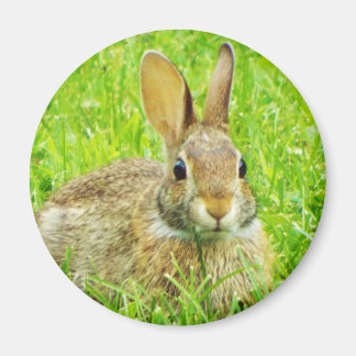 Aimant lapin