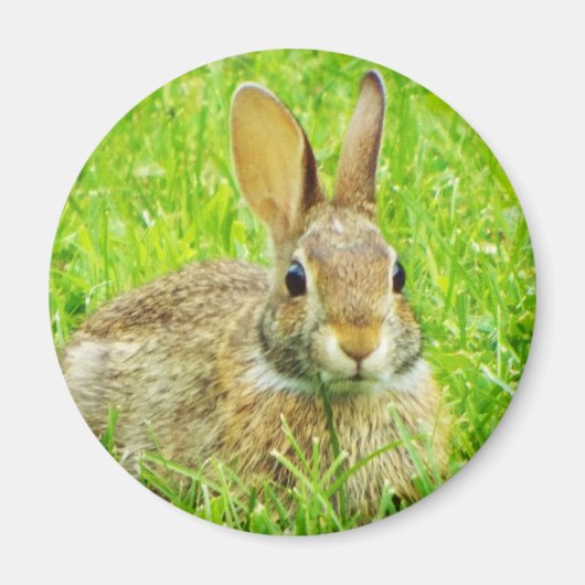 Aimant lapin (Devant)