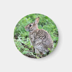 Aimant Lapin