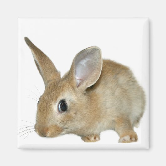 Aimant lapin (Devant)