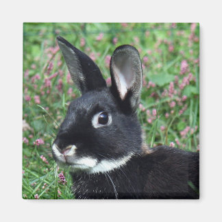 Aimant lapin