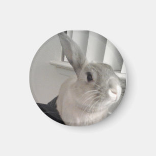 Aimant Lapin