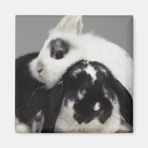 Aimant Lapin à oreilles naines penché au-dessus de la lop