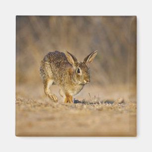 Aimant lapin à queue blanche de l'Est sautant