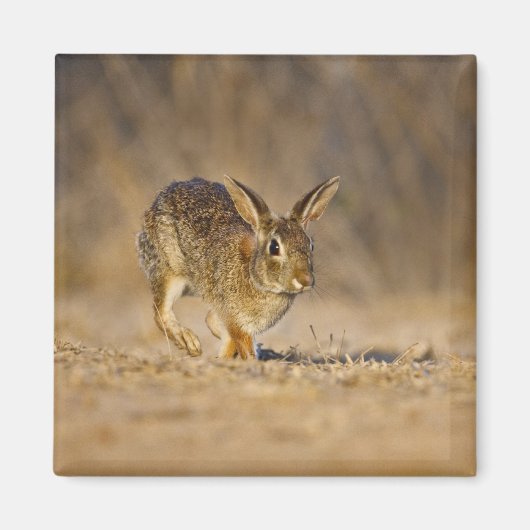 Aimant lapin à queue blanche de l'Est sautant (Devant)