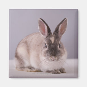 Aimant lapin, arrière - plan simple, animal, table