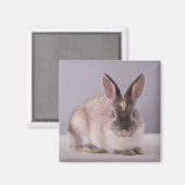 Aimant lapin, arrière - plan simple, animal, table blanch (Recto/Verso)