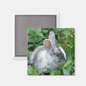Aimant lapin bébé (Recto/Verso)