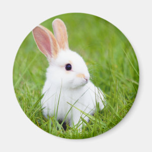 Aimant Lapin blanc
