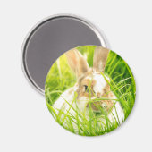 Aimant Lapin blanc3 (Recto/Verso)