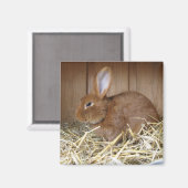 Aimant Lapin Brown à Hay (Recto/Verso)