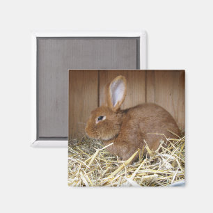 Aimant Lapin Brown à Hay