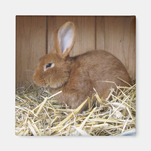 Aimant Lapin Brown à Hay (Devant)