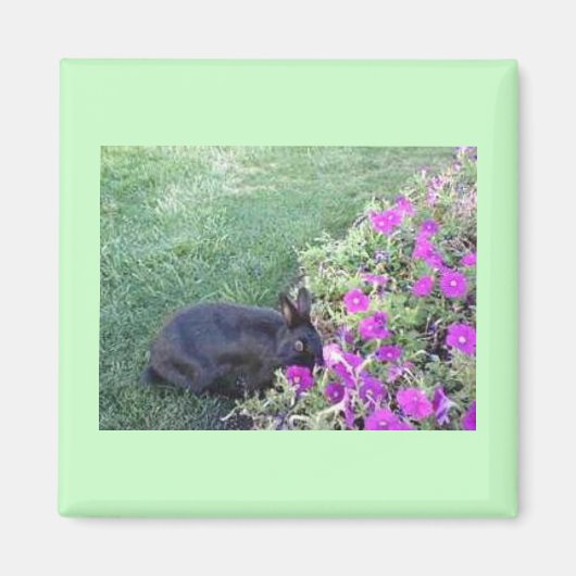 Aimant Lapin dans le jardin (Devant)