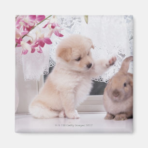 Aimant Lapin de chiot et d'oreille de Lop