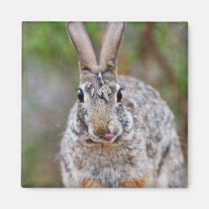 Aimant Lapin de coton du Texas