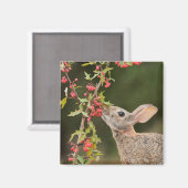 Aimant Lapin de l'Est | Sud du Texas (Recto/Verso)