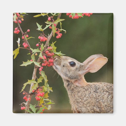 Aimant Lapin de l'Est | Sud du Texas (Devant)