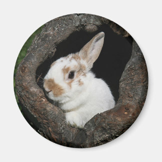 Aimant Lapin encadré