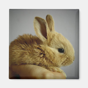Aimant Lapin lapin mignon bébé à la main