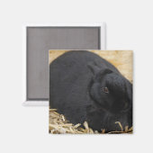 Aimant Lapin noir (Recto/Verso)