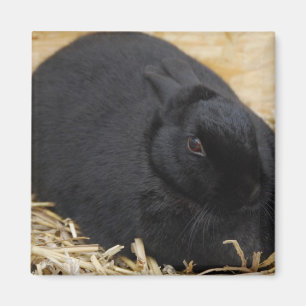 Aimant Lapin noir