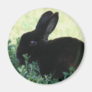 Aimant Lapin noir de Lil