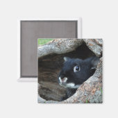 Aimant Lapin noir en creux d'un arbre photo (Recto/Verso)