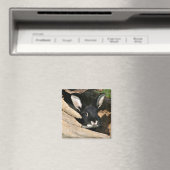 Aimant Lapin noir en rond (In Situ (Lave-vaisselle))