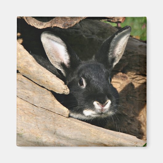 Aimant Lapin noir en rond (Devant)
