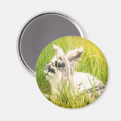 Aimant Lapin noir et blanc (Recto/Verso)