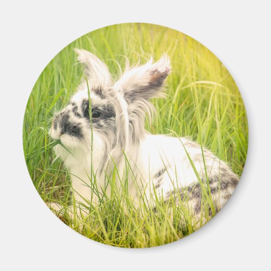 Aimant Lapin noir et blanc (Devant)