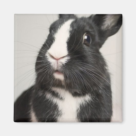 Aimant Lapin noir et blanc surpris (Devant)