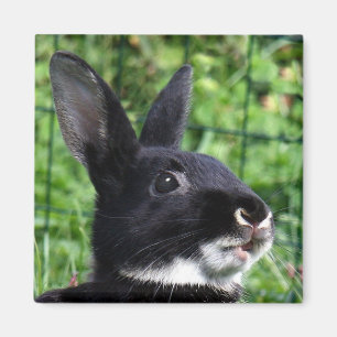 Aimant Lapin parlant