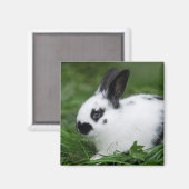 Aimant Lapin tacheté (Recto/Verso)