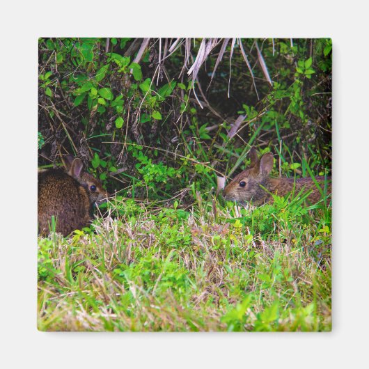 Aimant Lapins Brown dans l'herbe Floride (Devant)