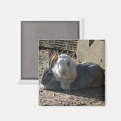 Aimant lapins mignons (Recto/Verso)